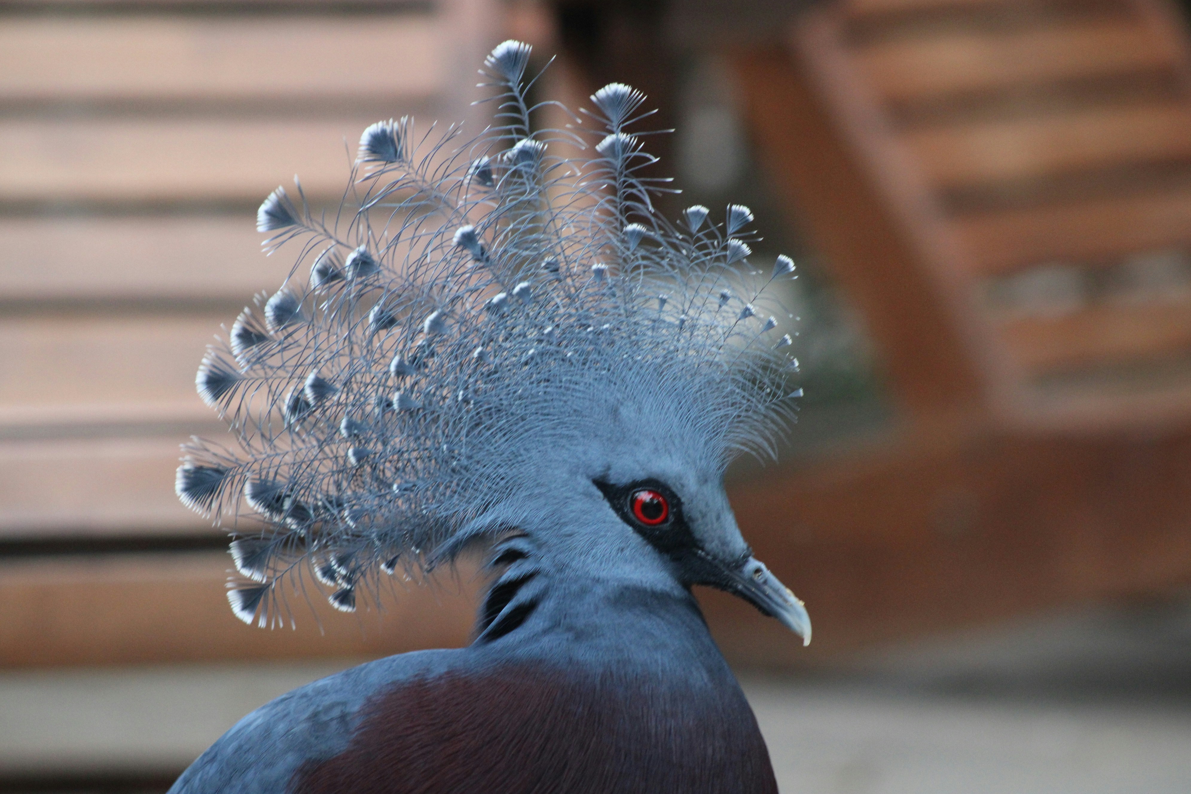 un oiseau avec une grande plume