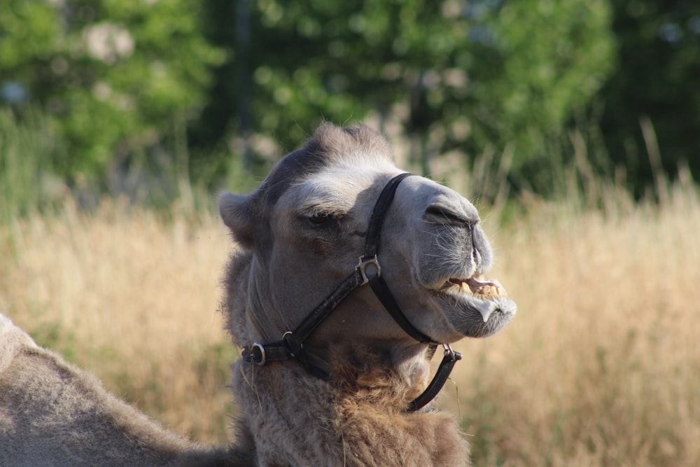 a camel with a harness