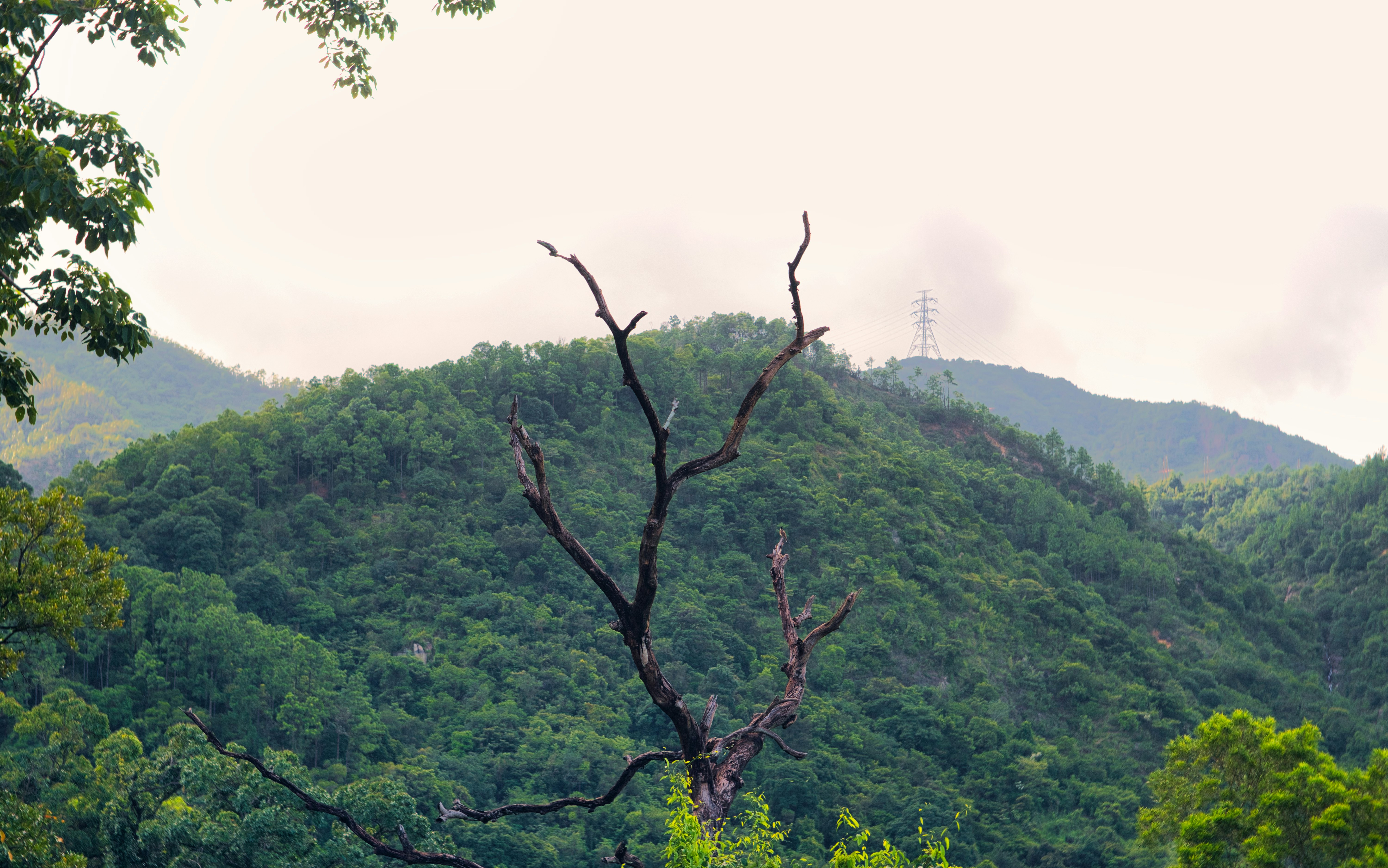 a tree with no leaves