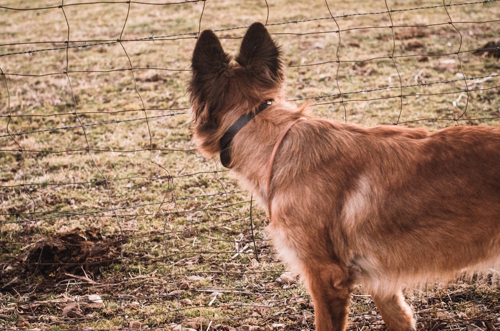 a dog standing in a fenced in area