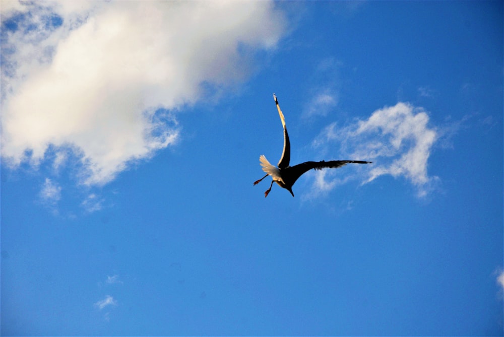 Un pájaro volando en el cielo