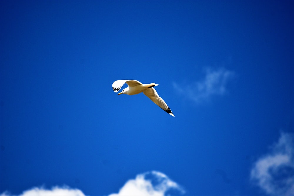 Una gaviota volando en el cielo