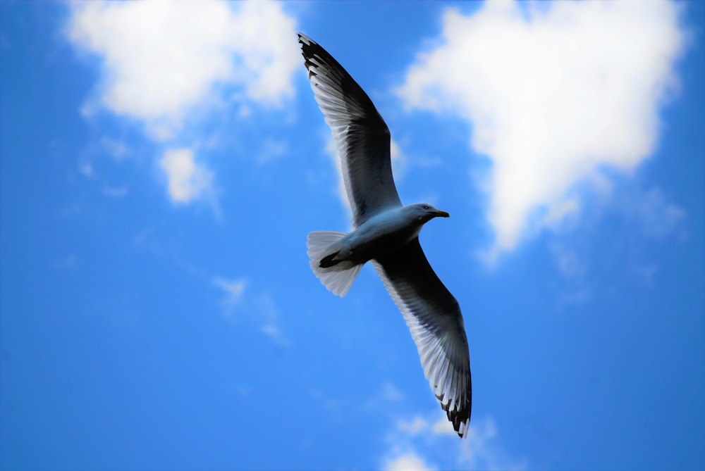 a bird flying in the sky