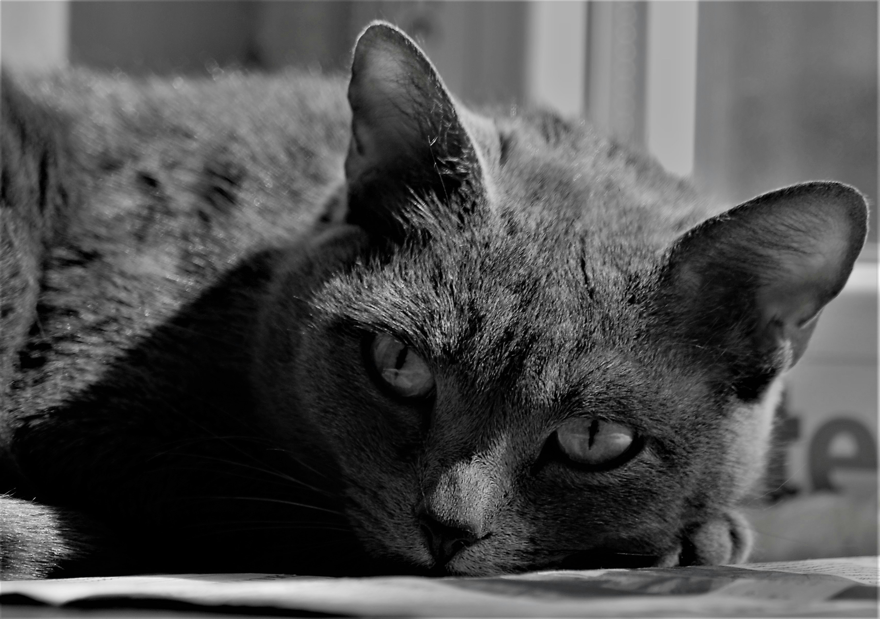 A cat lying down photo – Free Ukraine Image on Unsplash