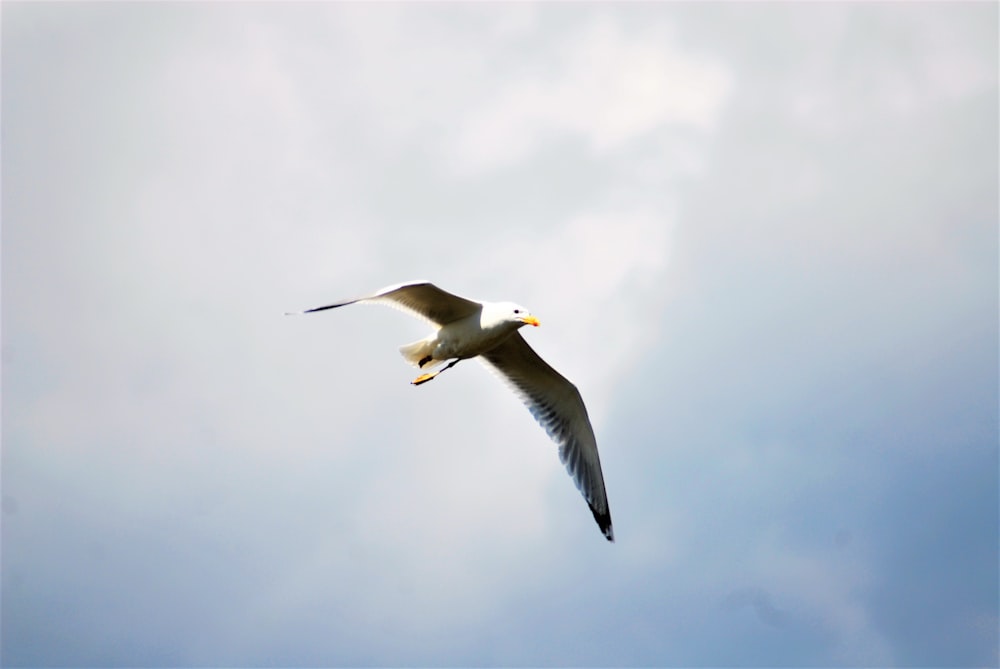 Una gaviota volando en el cielo