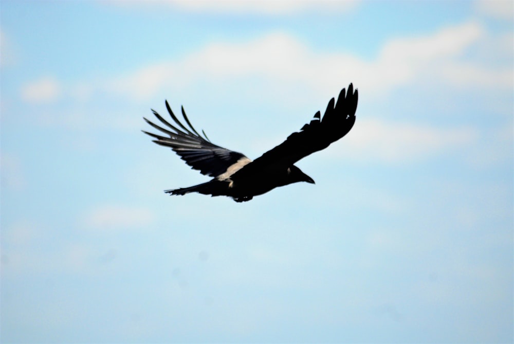 Un pájaro volando en el cielo