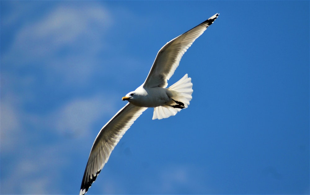 a seagull flying in the sky