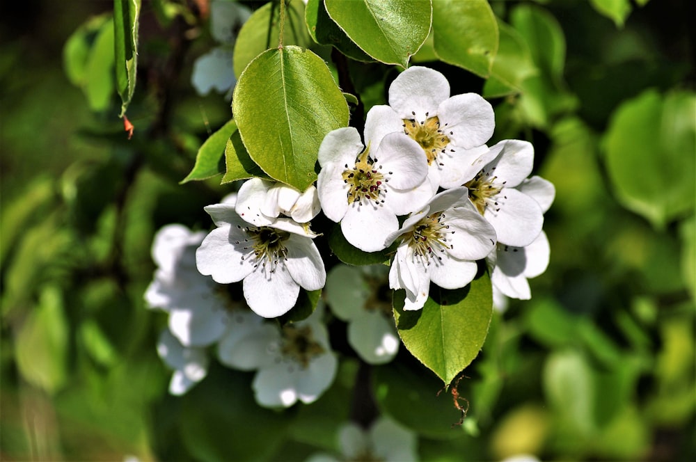 a group of white flowers