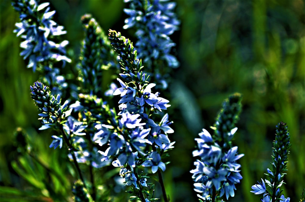 a close up of blue flowers