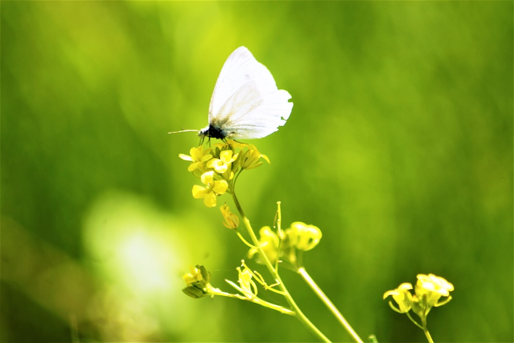 una mariposa blanca en una flor amarilla