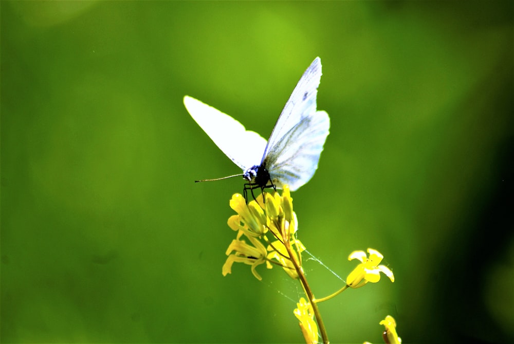 a white butterfly on a flower