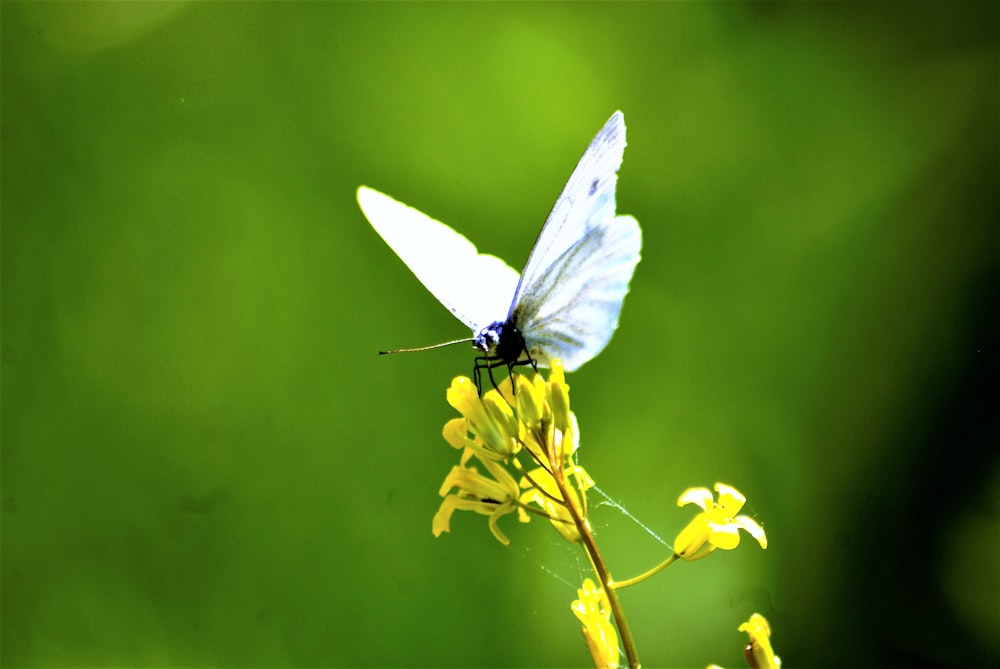 una mariposa blanca en una flor