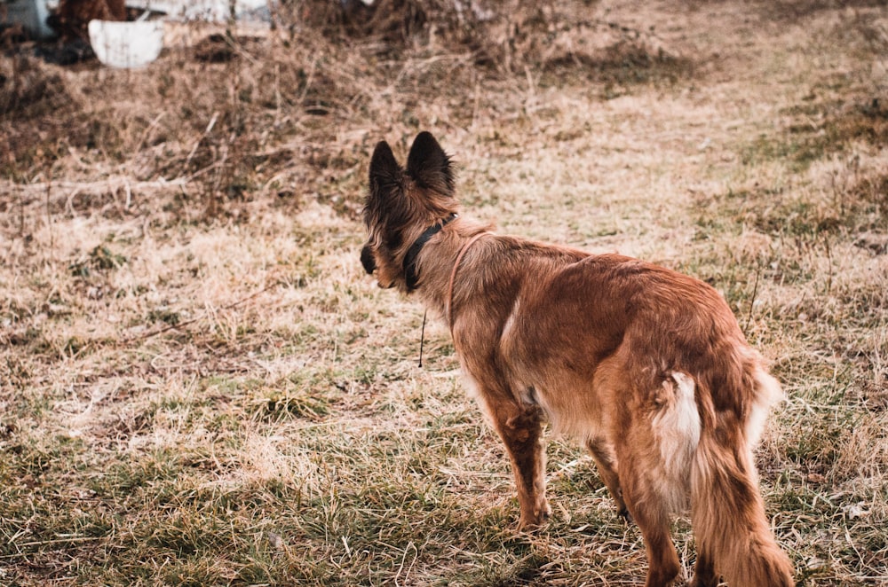 a dog standing on grass