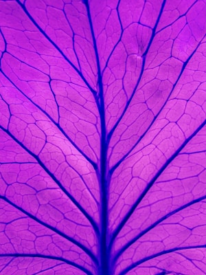 Photo 1657985357841 Df77a4f507c2?q=85&w=800&h=400&fit=crop