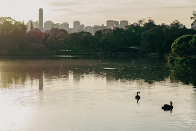 a dog swimming in a lake