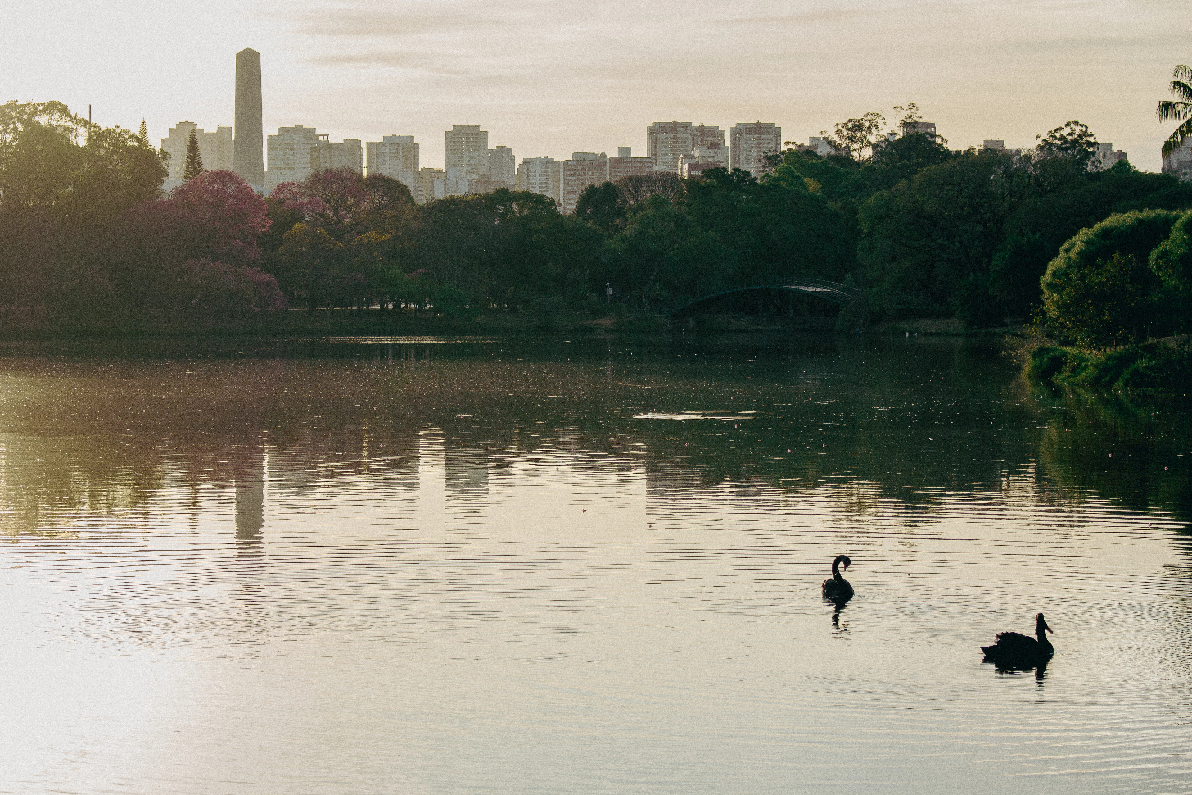 Ibirapuera Park's lake at dawn with two black swans and the São Paulo skyline behind the trees.