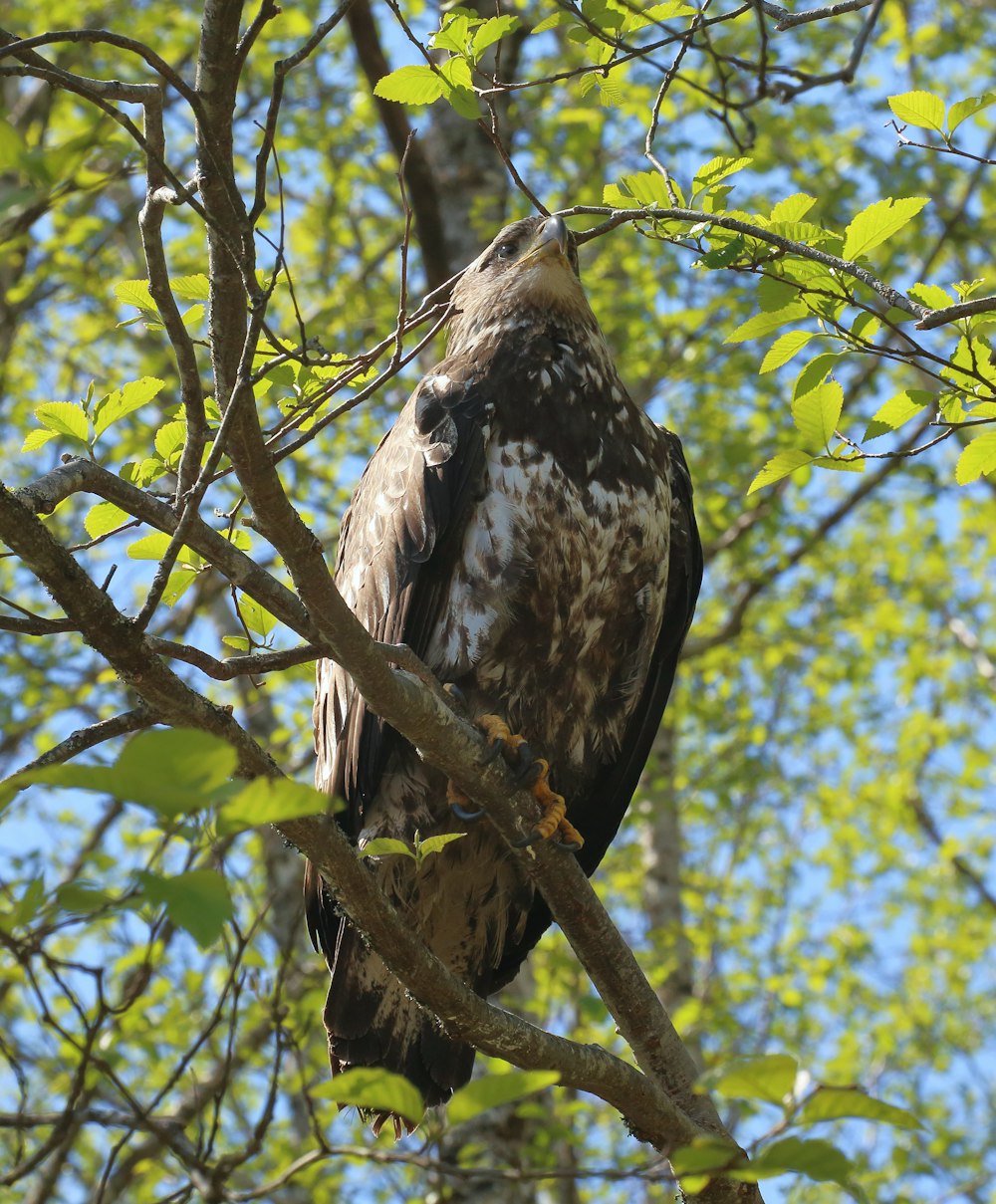 um pássaro sentado em um galho de árvore