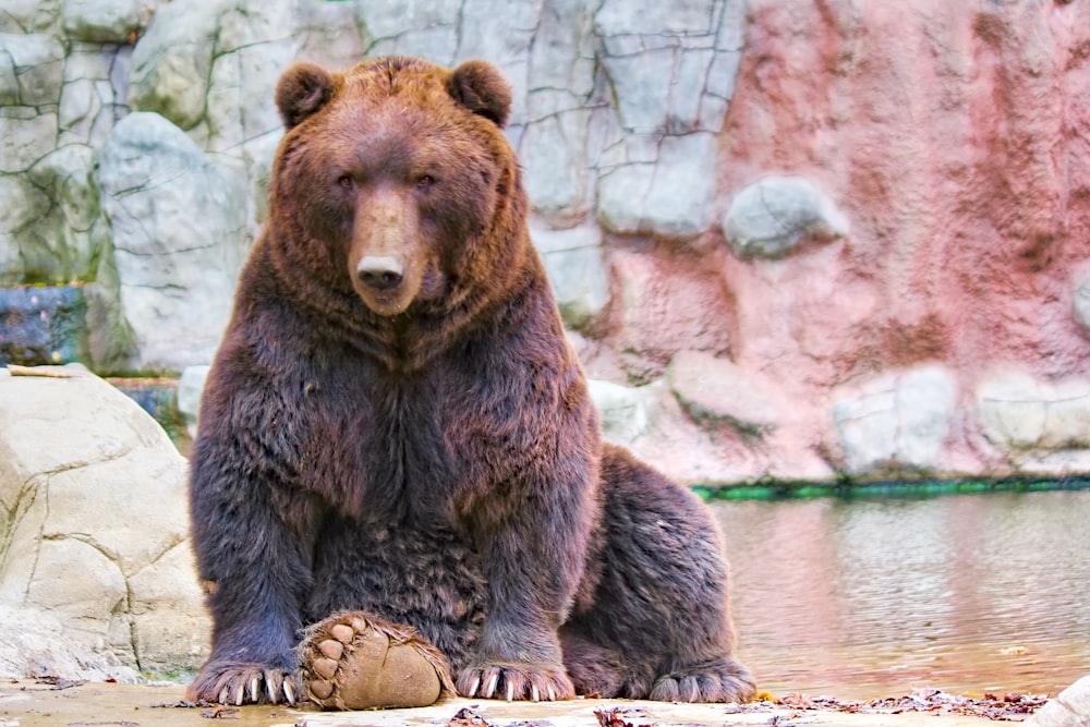 a bear standing on rocks