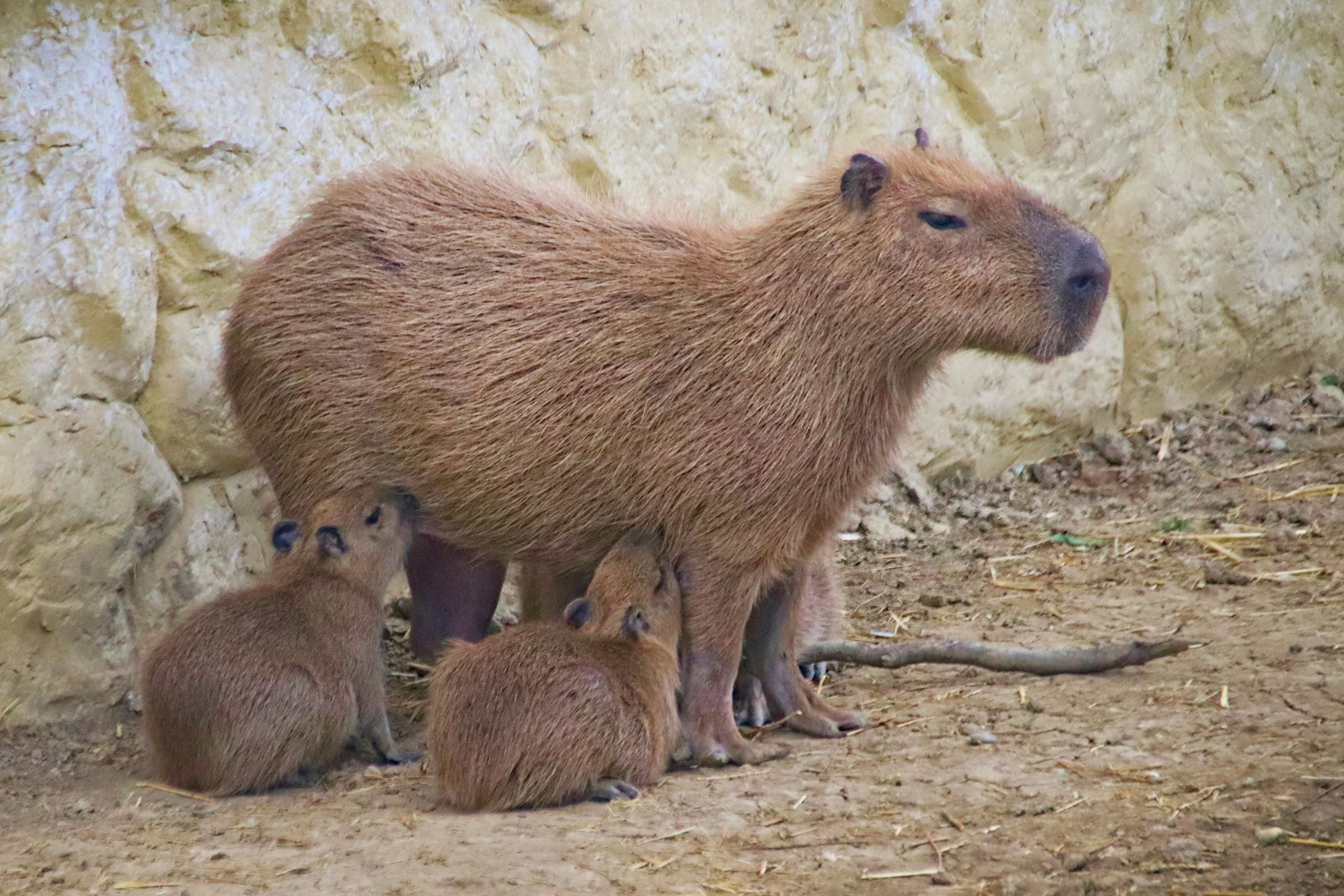 The Genetic Clock That Controls Your Sleep