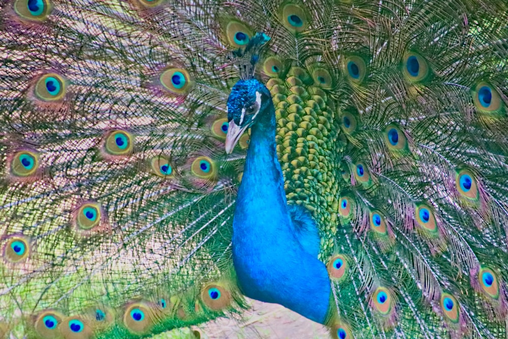 a close-up of a peacock