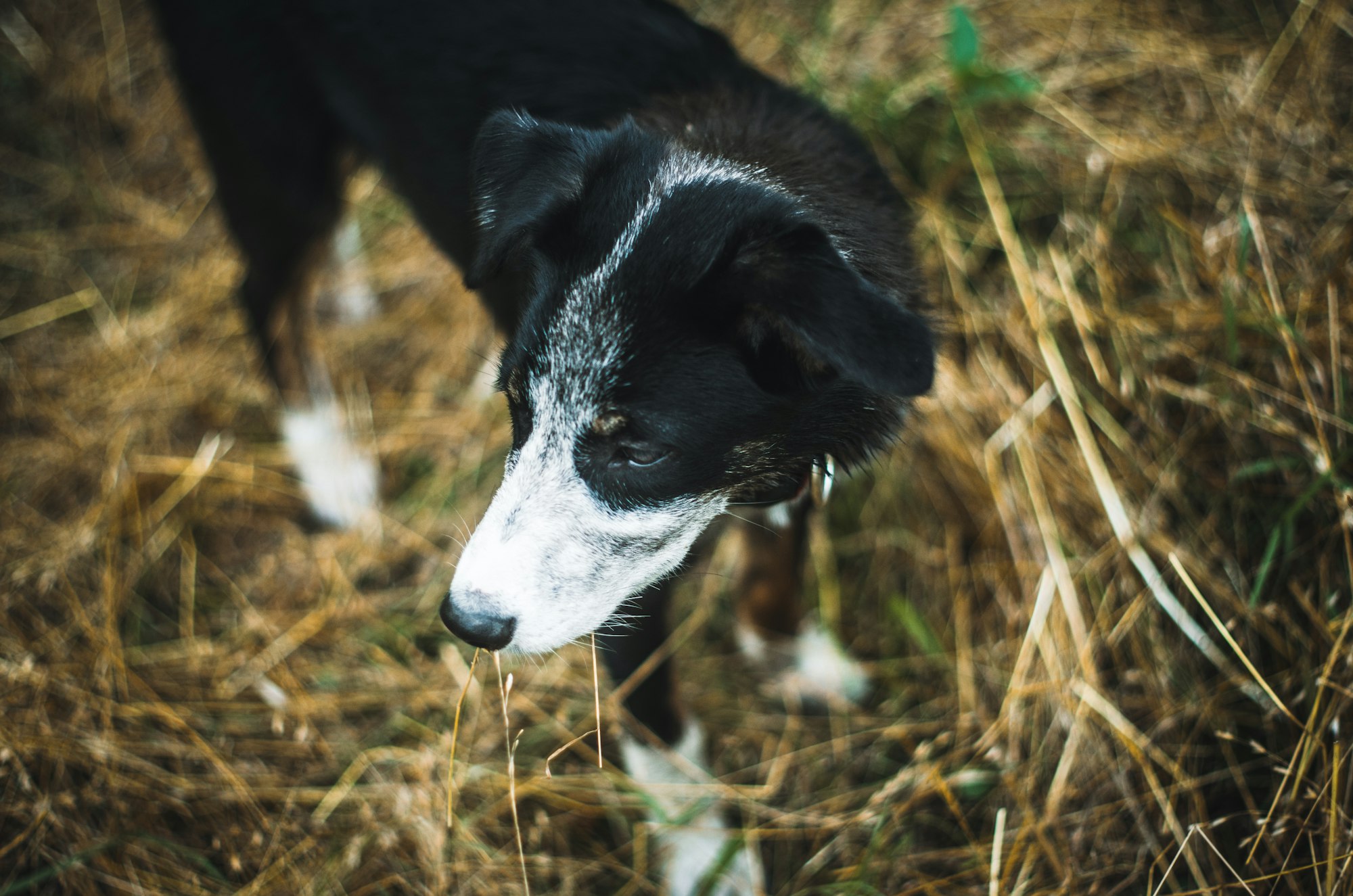 cattleline border collie puppy in yellow hay or yellow grass / field ; dark moody photo 

"Yet for all their willingness to give they are not submissive, they are proud of their heritage and they do not suffer fools gladly." - Barbara Sykes, Training Border Collies  // CC0 Public Domain Image
