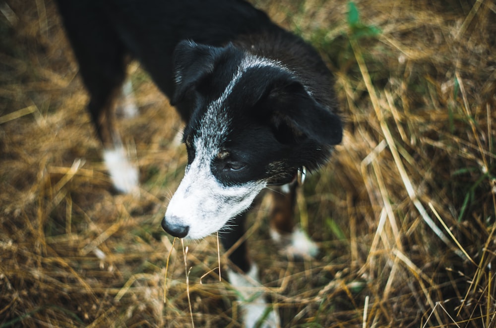 a dog standing in the grass