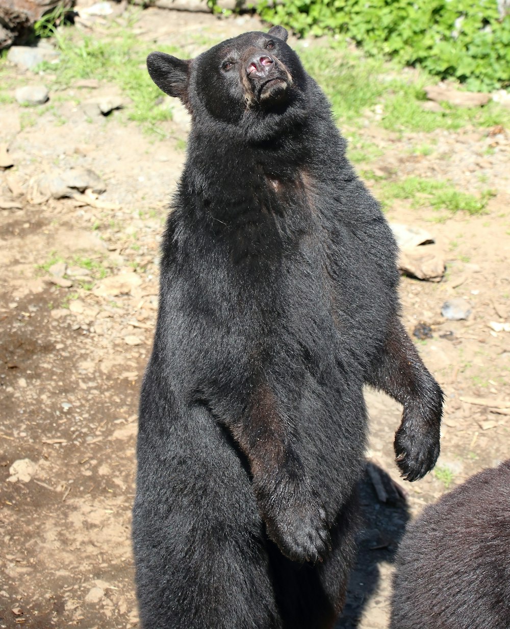 um urso negro sentado de costas