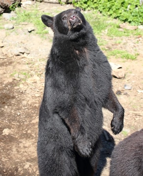 A black bear standing upright on its hind legs on a rocky, earthy surface with patches of grass. The bear has a thick black coat and is looking upwards, with its snout slightly raised. Its ears are perked up, and the sunlight highlights its fur. The background includes rocks and greenery, suggesting an outdoor setting in nature.