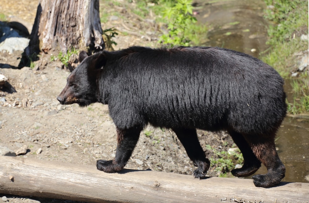 Un ours noir marchant sur une bûche