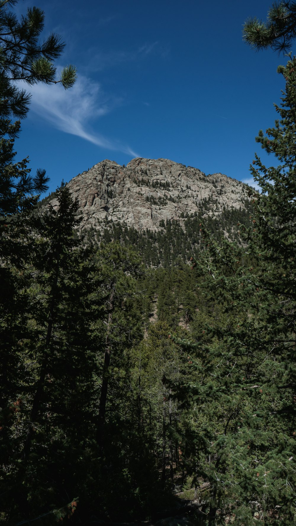 a mountain with trees in front of it