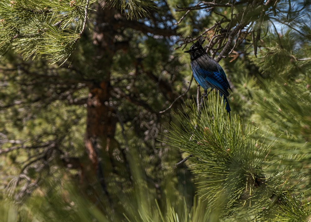 a bird perched on a tree