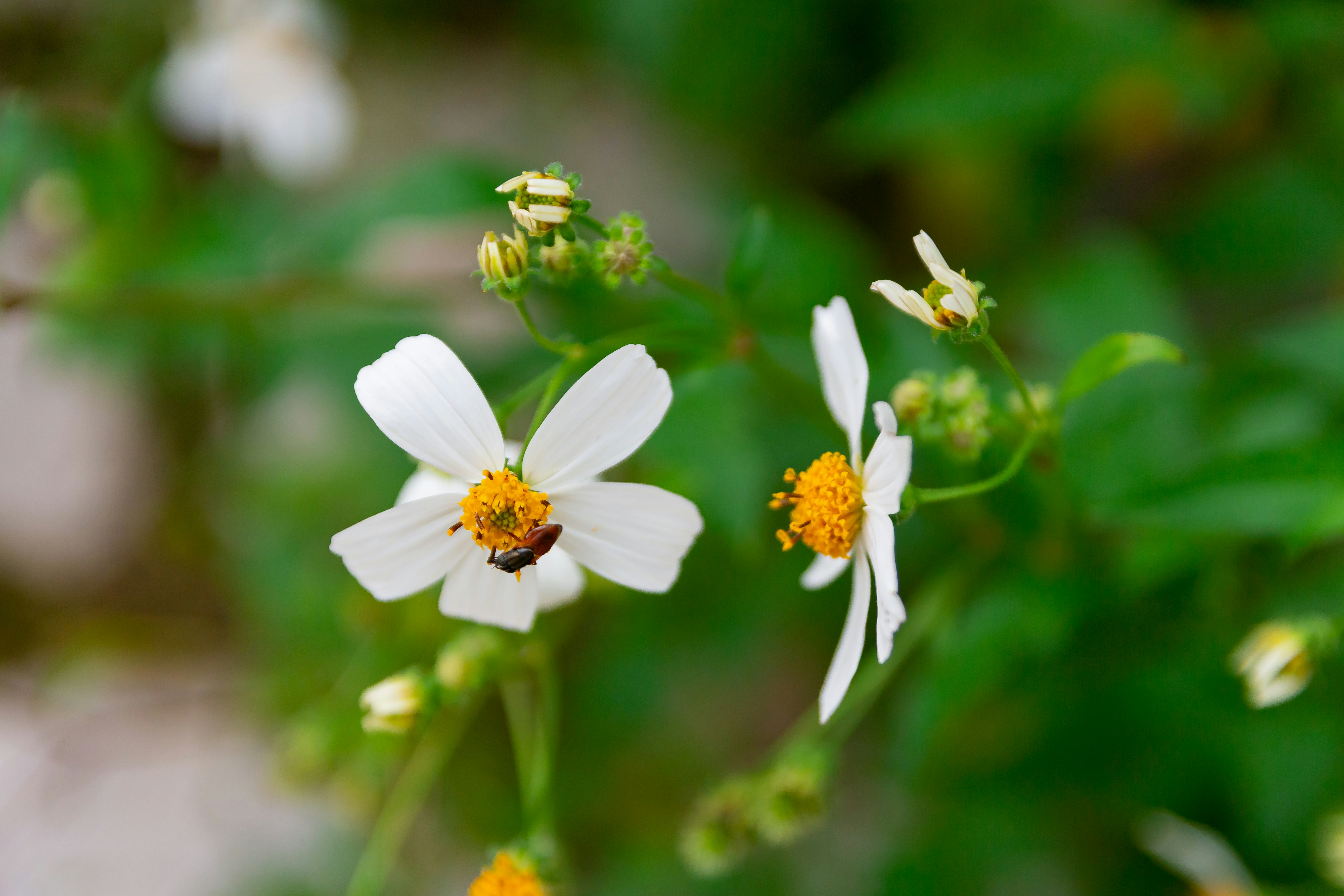 Photo by thuankaylias