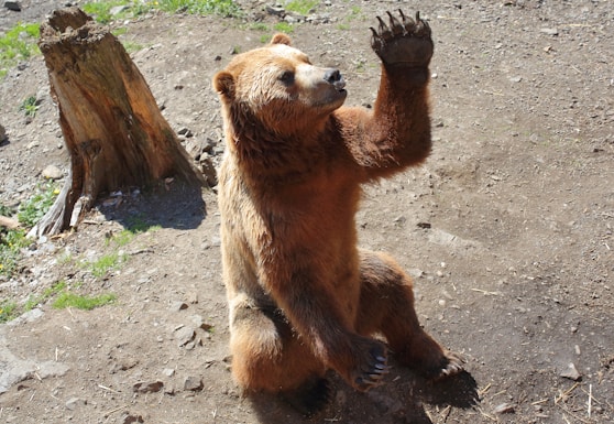 a bear sitting on the ground
