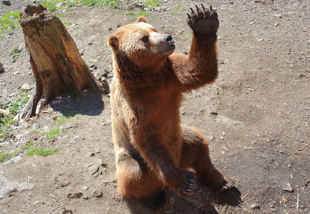 Ein Bär sitzt auf dem Boden