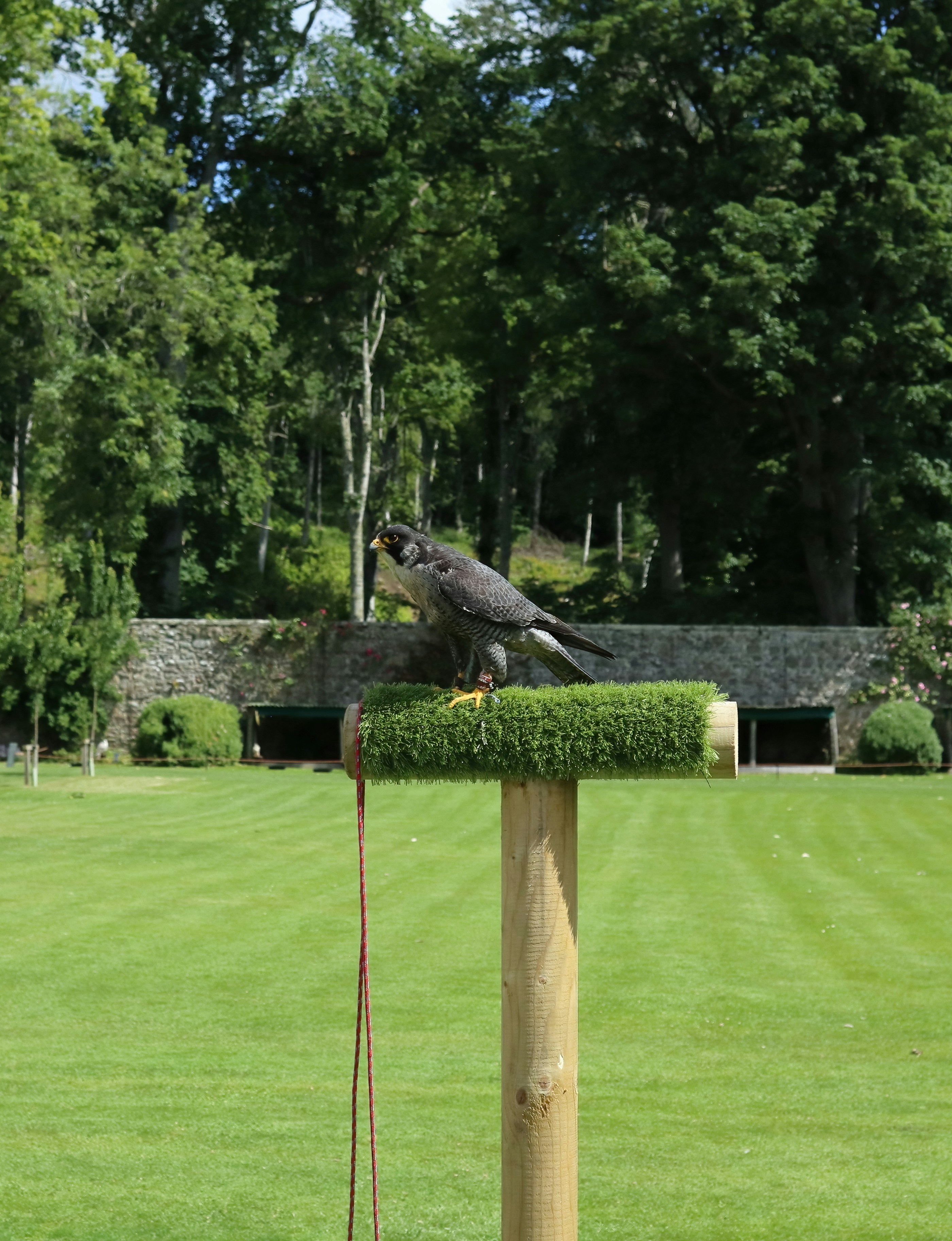 Birds of Prey: Raptors Reclaim Urban Skies (image credits: unsplash)