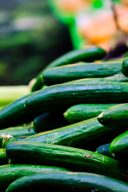 Rows of crisp green cucumbers neatly arranged for export packaging