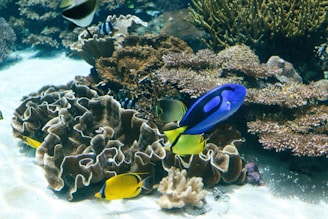 a group of fish swimming in an aquarium