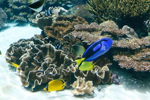 a group of fish swimming in an aquarium