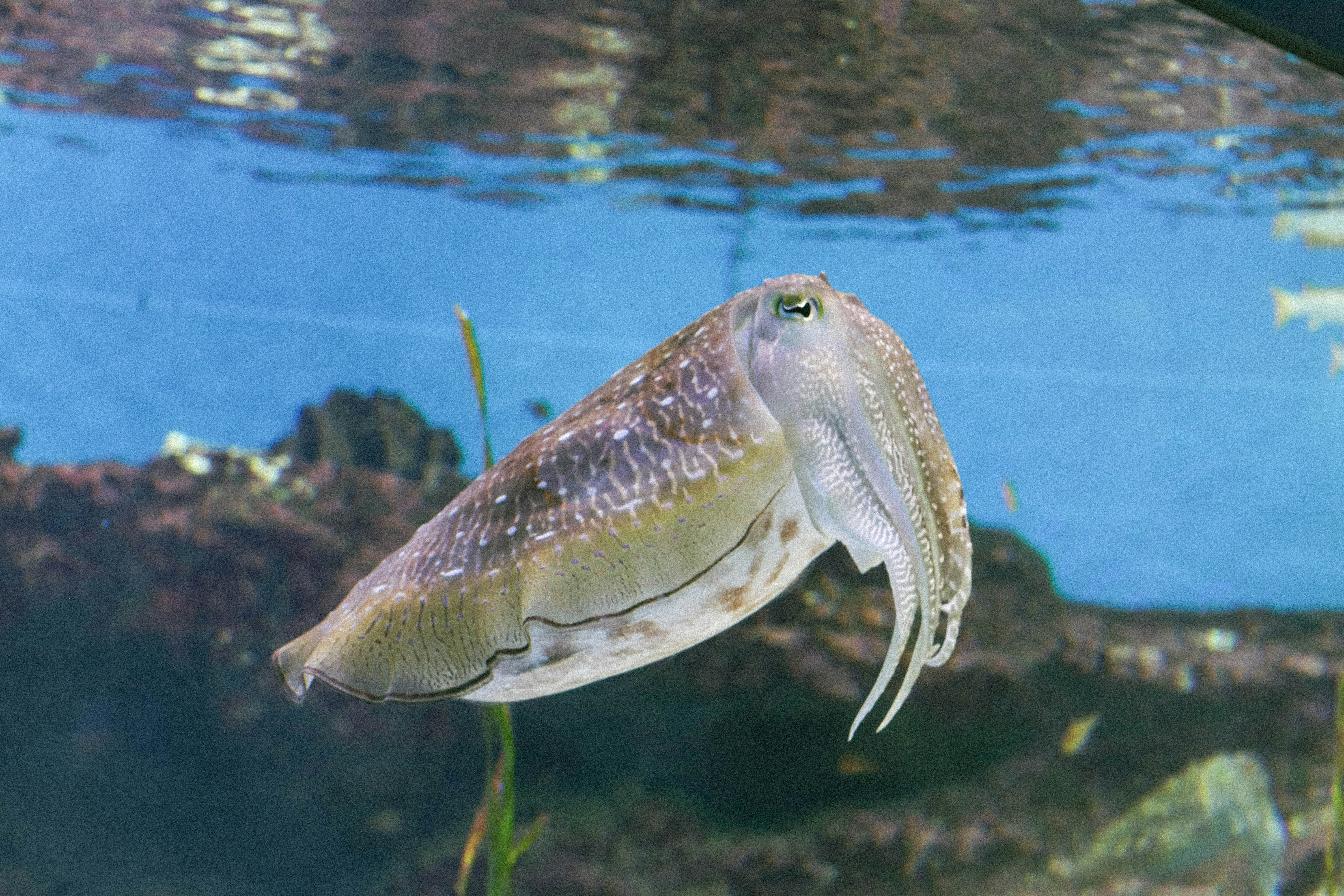 Aori Ika bigfin reef squid