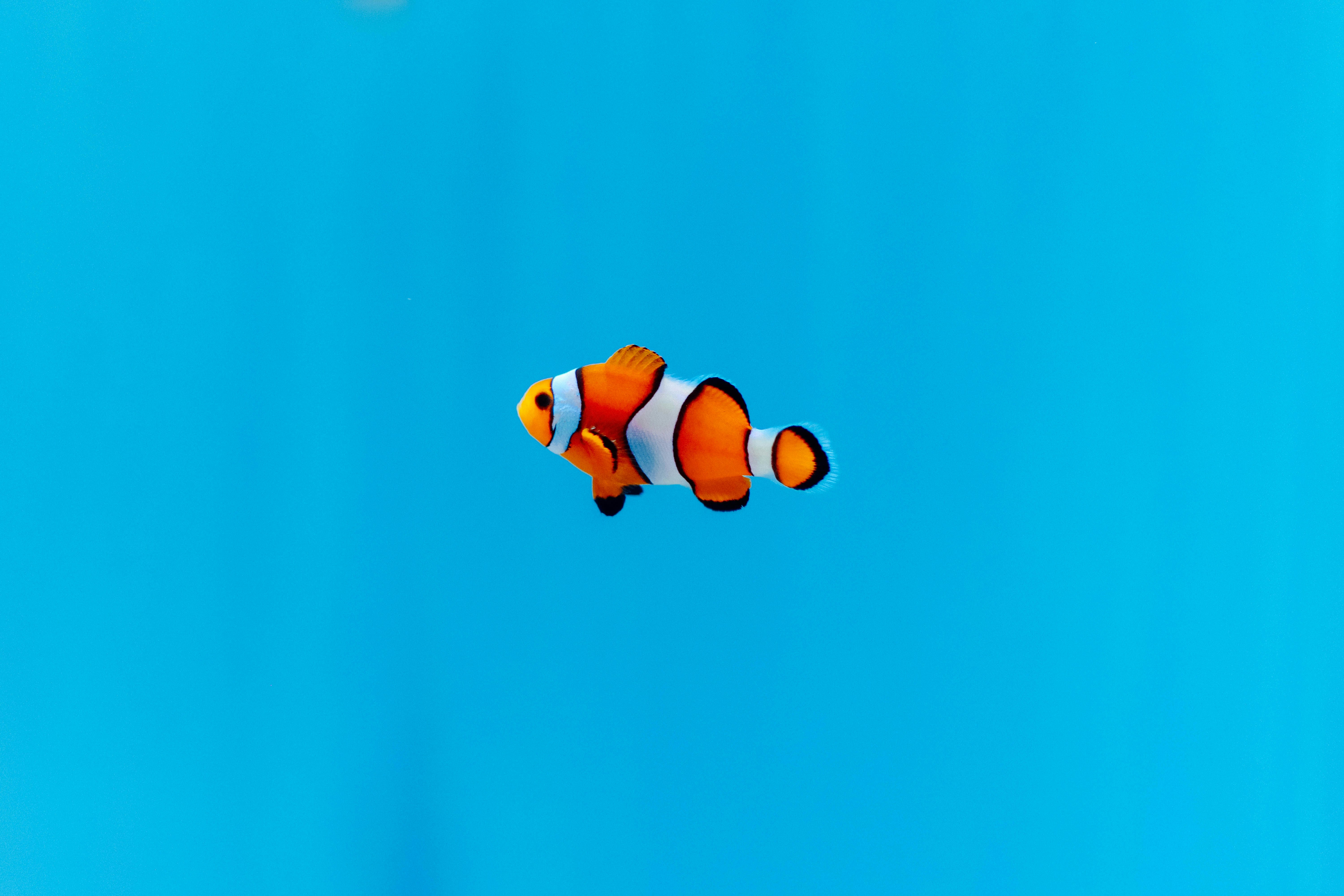 a hot air balloon in the sky