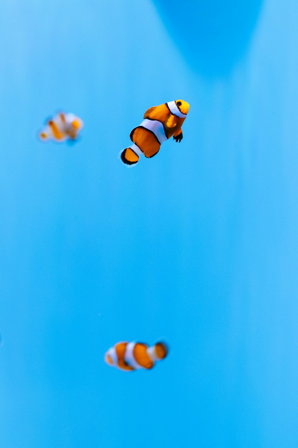 a group of fish in the water