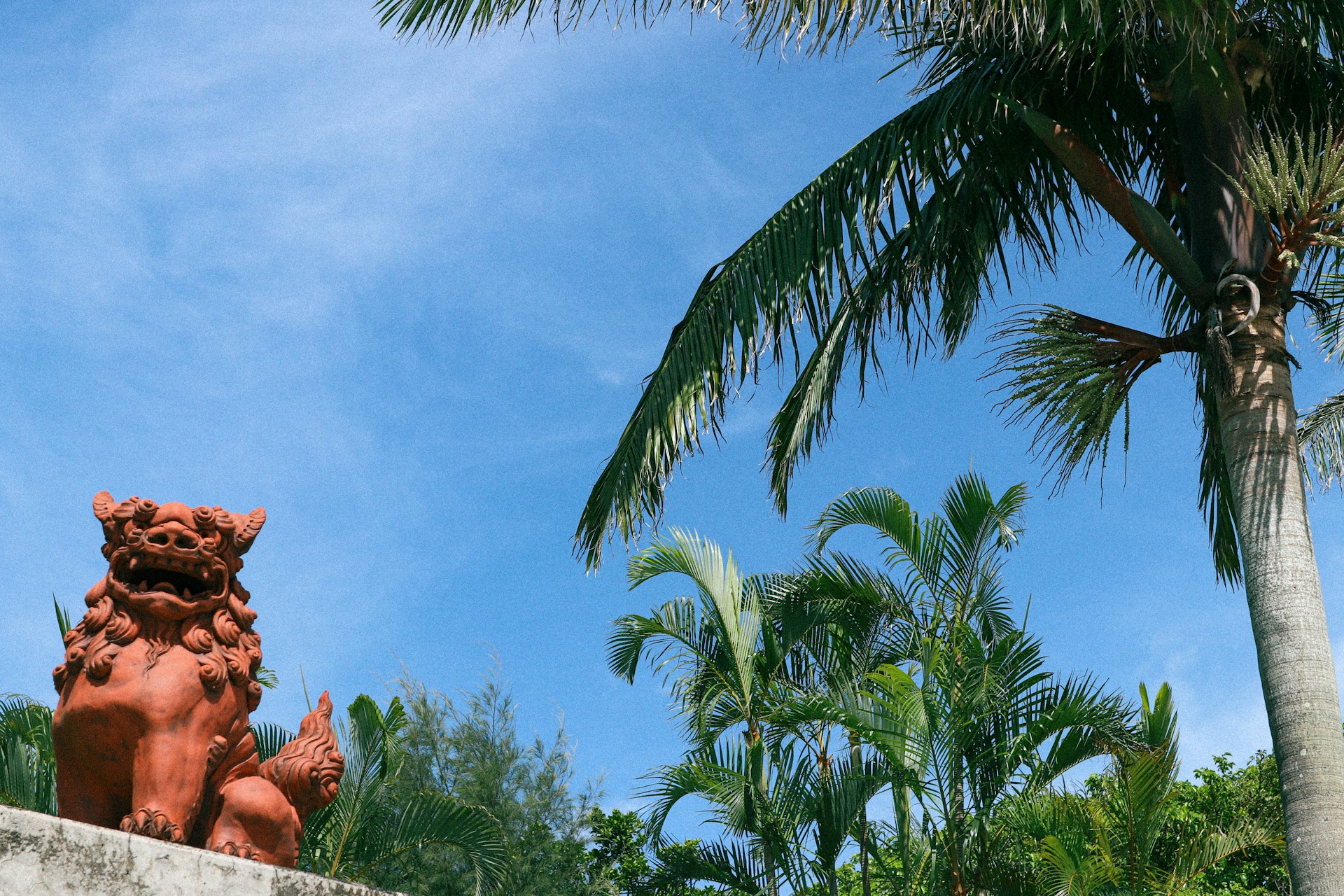 a group of palm trees
