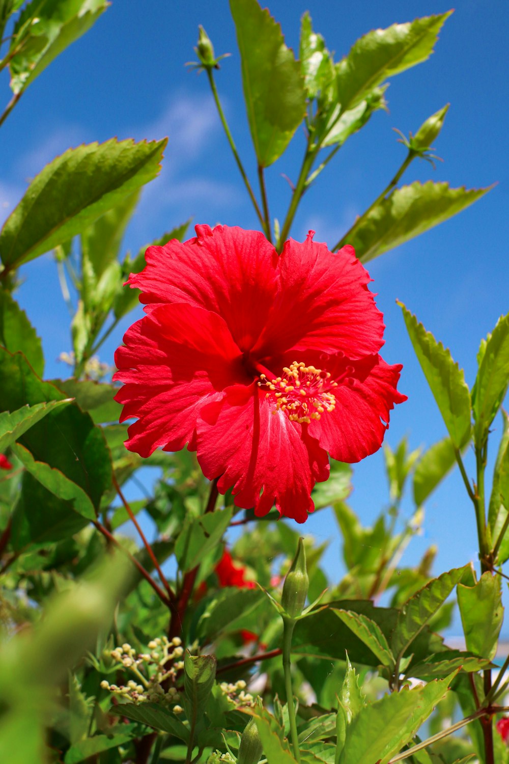 a red flower on a bush