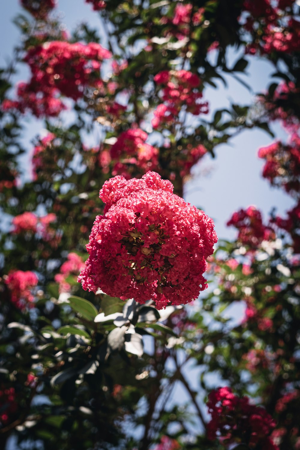 a red flower on a tree