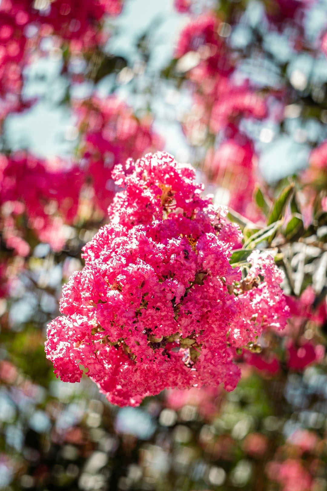 care-for-crepe-myrtle