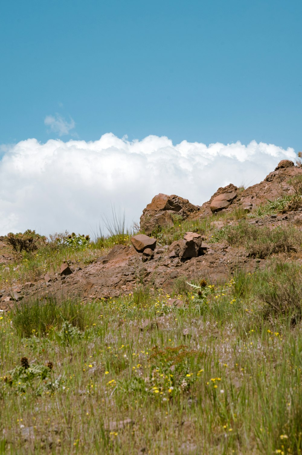 a grassy hill with rocks and flowers