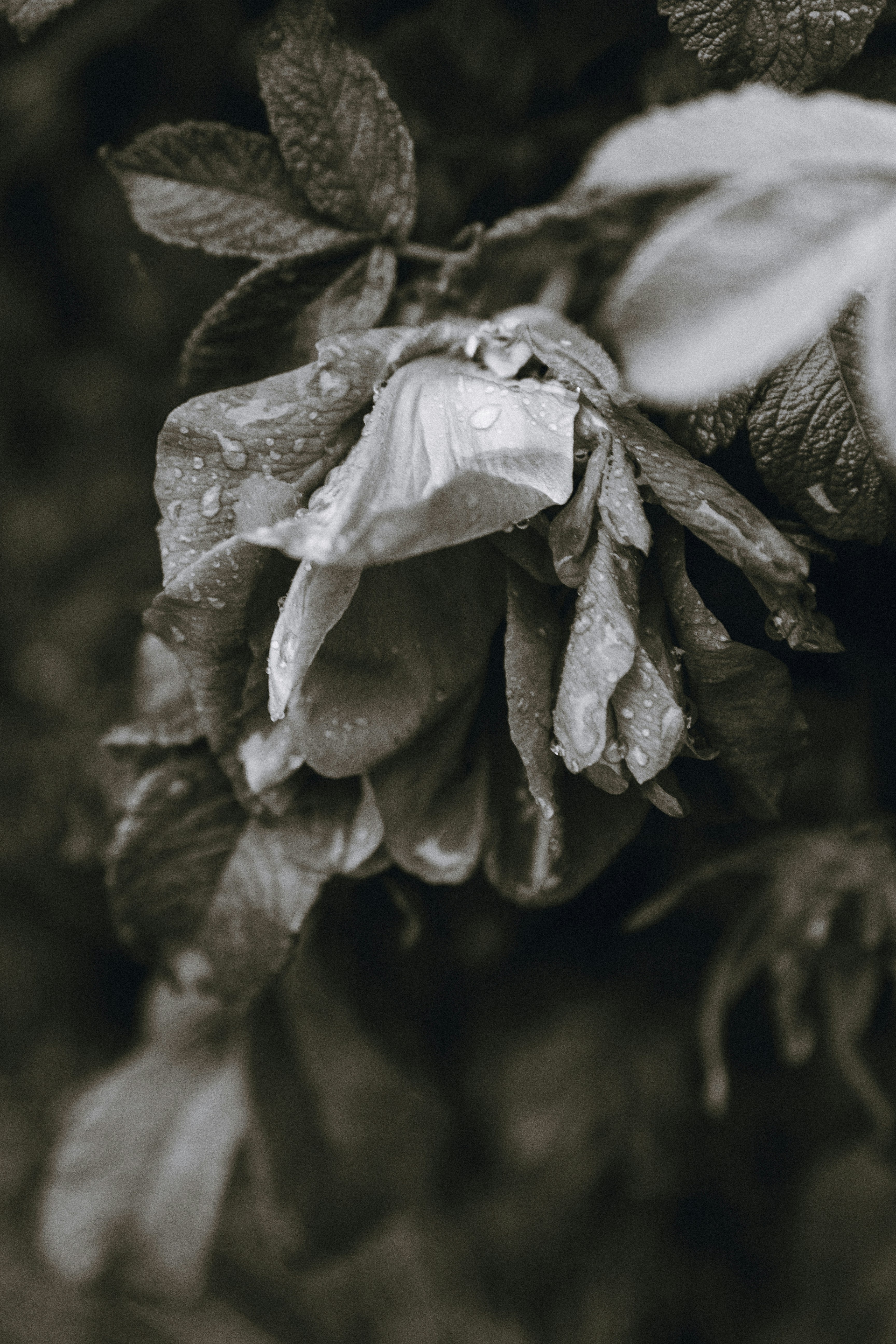 Photo by sam_badmaeva