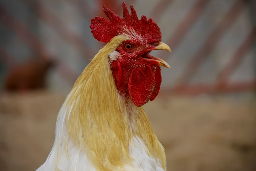 a rooster with a red head