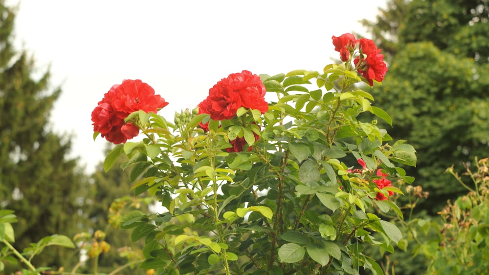 a group of red flowers