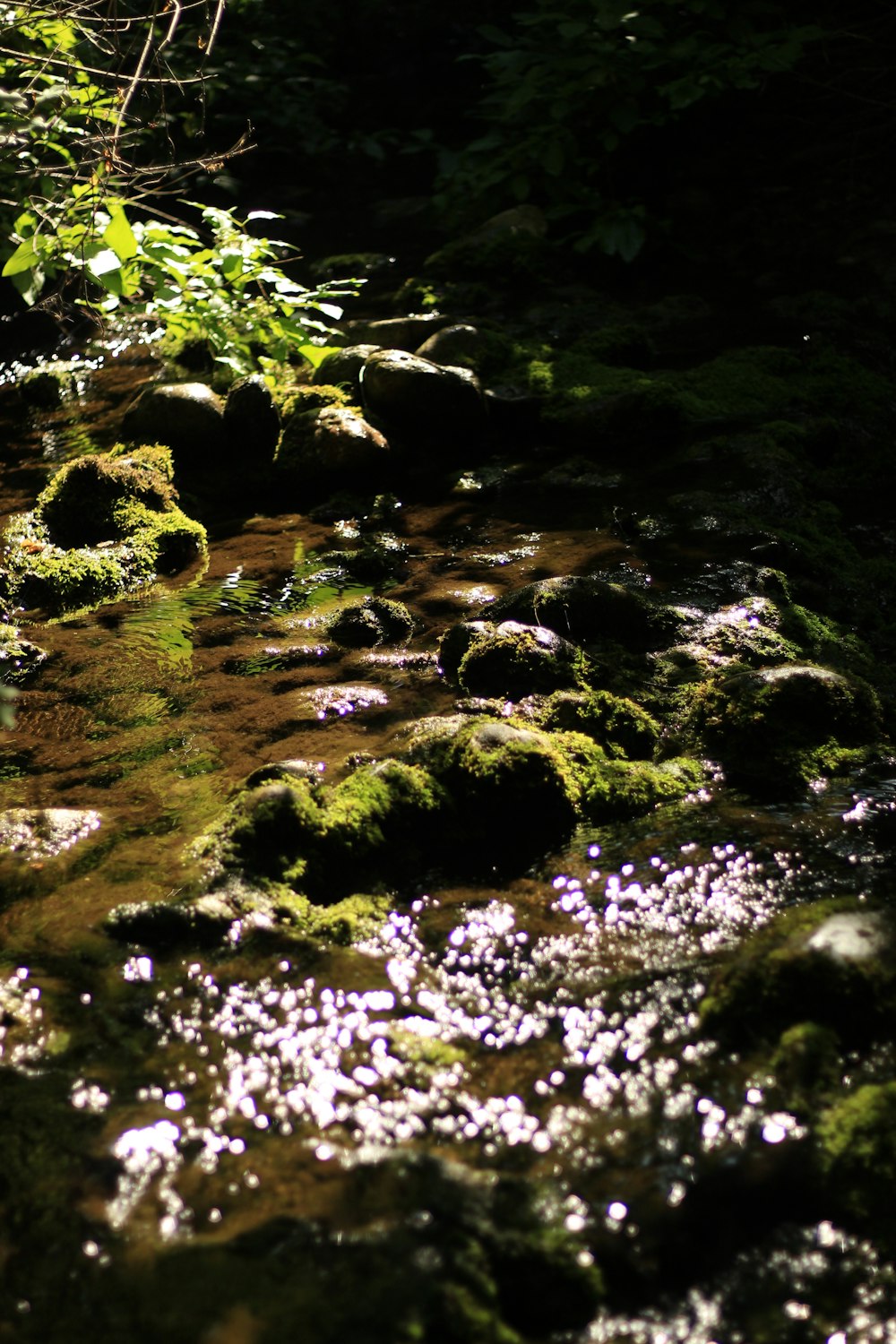 a stream with rocks and plants